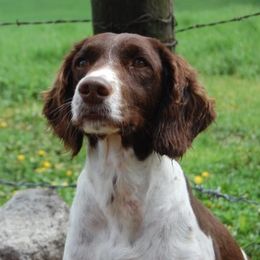 Cisco - English Springer Spaniel