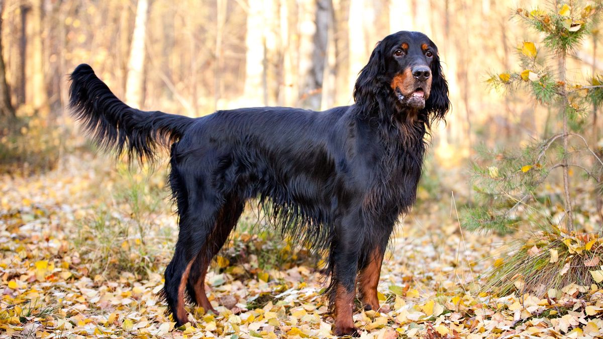 25 cute Gordon Setter puppies for sale in Pennsylvania | Good Dog