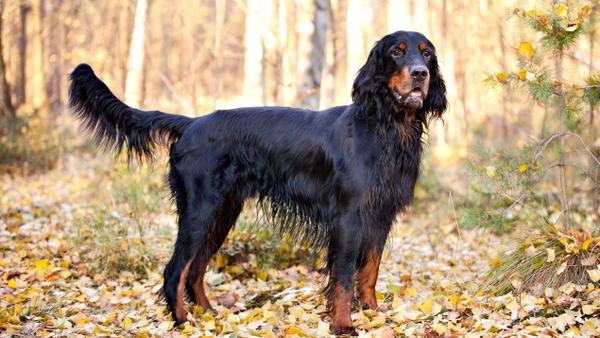 Find Gordon Setter puppies for sale near Olympia, WA