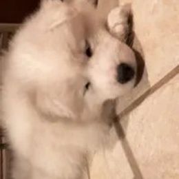 Samoyed Puppies from Diamond Star Samoyeds