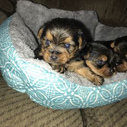 Yorkshire Terrier Puppies from Debra’s YORKIES