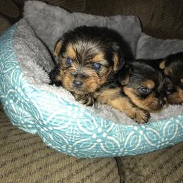 Yorkshire Terrier Puppies from Debra’s YORKIES