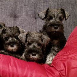 Miniature Schnauzer Puppies from Axcium Miniature Schnauzers