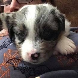 Australian Shepherd Puppies from Colockum Australian Shepherds
