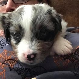Australian Shepherd Puppies from Colockum Australian Shepherds