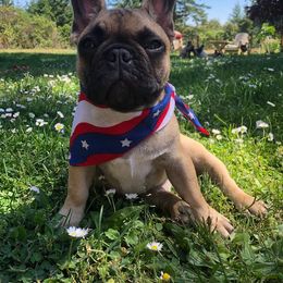 French Bulldog Puppies from Creme De La Creme French Bulldogs
