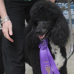 Kit-Sue's Chaps the One - Poodle