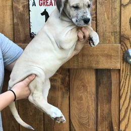 Great Dane Puppies from Country Danes