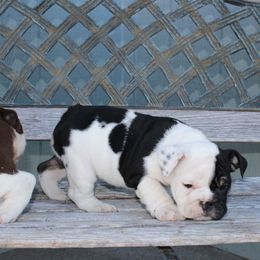 English Bulldog Puppies from Silver State Bulldogs