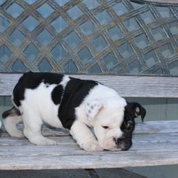 English Bulldog Puppies from Silver State Bulldogs