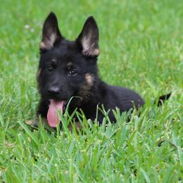 German Shepherd Puppies from Aus der Asche