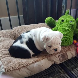 English Bulldog and Pembroke Welsh Corgi Puppies from Double T's Bulldogs