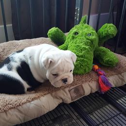English Bulldog and Pembroke Welsh Corgi Puppies from Double T's Bulldogs