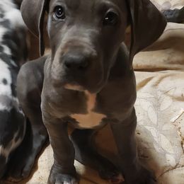 Bernese Mountain Dog and Great Dane Puppies from Stonebrook Gentle Giants