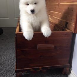 Samoyed Puppies from White Cloud Samoyeds