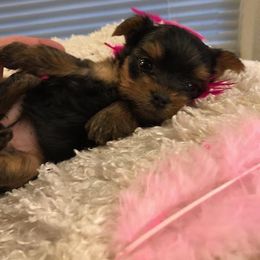 Yorkshire Terrier Puppies from Enchanted by Yorkies
