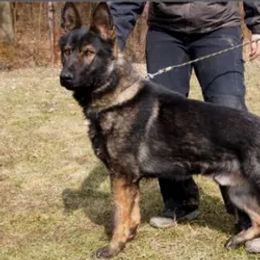 Aites - German Shepherd