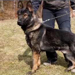 Aites - German Shepherd