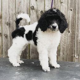 Poodle Puppies from Crystal Creek Standard Poodles