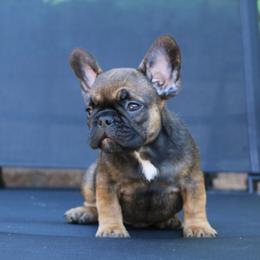 French Bulldog Puppies from Frenchie Empire