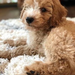 Goldendoodle Puppies from O'Town's Goldendoodles