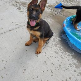 German Shepherd Puppies from Shield Kennels LLC
