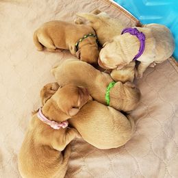 Labrador Retriever Puppies from Tall Pine Labradors LLC