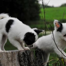 Chihuahua Puppies from Happy Little Chihuahuas