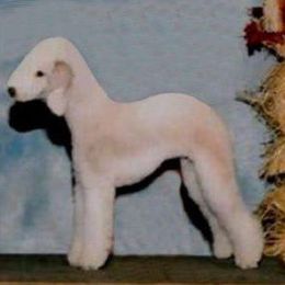 Bedlington Terrier and Bichon Frise All Grown Up from Patchwork Bedlington Terriers