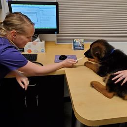 German Shepherd Puppies from Shield Kennels LLC