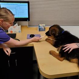 German Shepherd Puppies from Shield Kennels LLC
