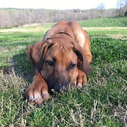 Rhodesian Ridgeback and Weimaraner Puppies from PC Farms