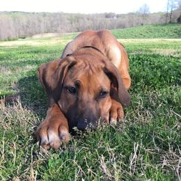 Rhodesian Ridgeback and Weimaraner Puppies from PC Farms