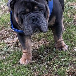Bulldog and French Bulldog All Grown Up from Diamond In The Ruff Bulldogs
