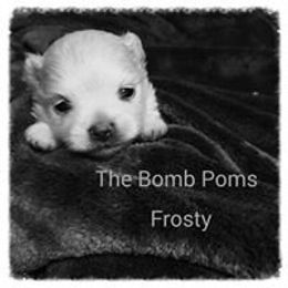 Pomeranian Puppies from The Bomb Poms