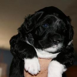 Portuguese Water Dog Puppies from Saltydawg PWDs