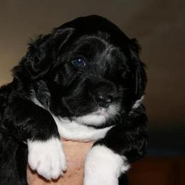 Portuguese Water Dog Puppies from Saltydawg PWDs