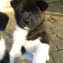 Akita Puppies from Tanager Akitas