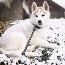 Siberian Husky Puppies from Tricia's Siberians