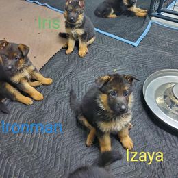 German Shepherd Puppies from Shield Kennels LLC