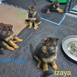German Shepherd Puppies from Shield Kennels LLC