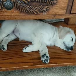 Golden Retriever Puppies from Sleepy Morning Golden's