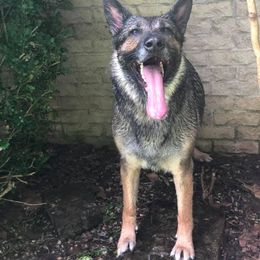 German Shepherd All Grown Up from Vickery Shepherds