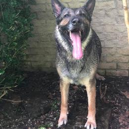 German Shepherd All Grown Up from Vickery Shepherds