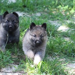 German Shepherd Puppies from Austin’s German Shepherd’s