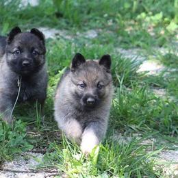 German Shepherd Puppies from Austin’s German Shepherd’s