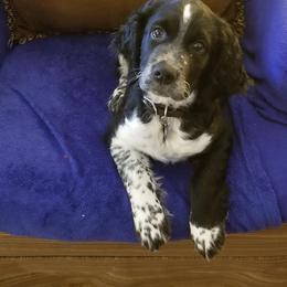 English Springer Spaniel Puppies from Rocky Mountain Springer Spaniels
