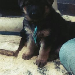  Puppies from Chinook Valley Farm