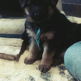 Puppies from Chinook Valley Farm