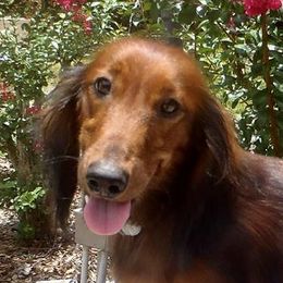 Gabriella - Dachshund